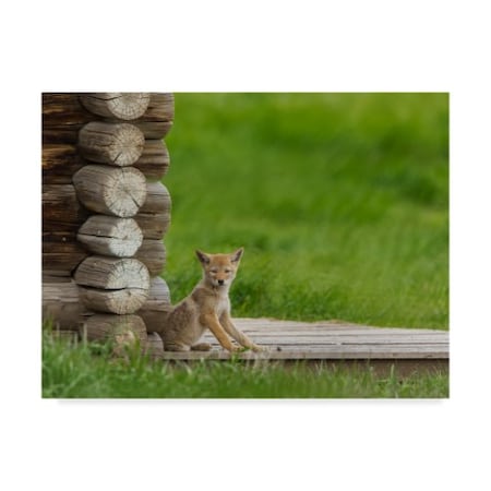 Galloimages Online 'Coyote Pup On Log Cabin Porch' Canvas Art,14x19
